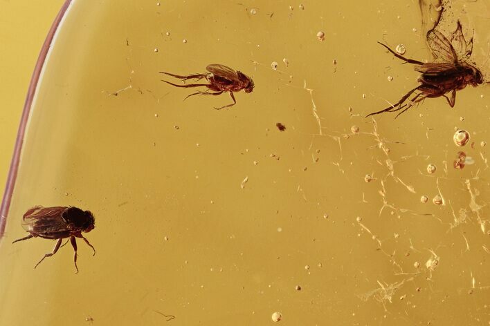 Three Fossil Scuttle Flies (Phoridae) In Baltic Amber #273196